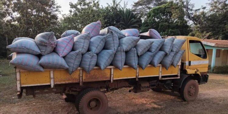 Lutte contre le cacao illégal : une coopérative convoquée devant le tribunal