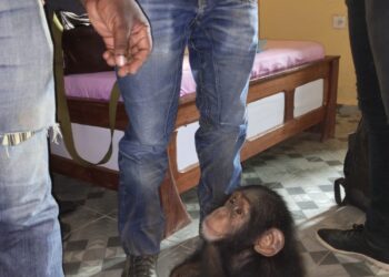 Côte d&rsquo;Ivoire: Un trafiquant d’animaux interpellé avec bébé chimpanzé à Grabo condamné à 2 mois de prison