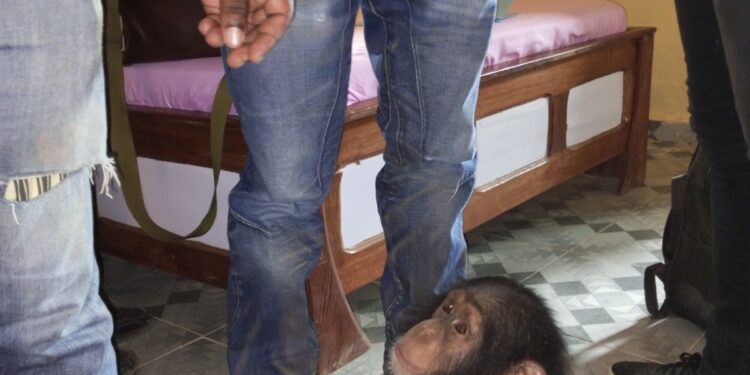 Côte d’Ivoire: Un trafiquant d’animaux interpellé avec bébé chimpanzé à Grabo condamné à 2 mois de prison