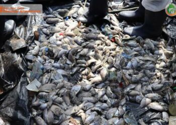 Affaire de poissons morts à Koumassi : Sidi Toure rassure, après une visite