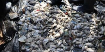 Affaire de poissons morts à Koumassi : Sidi Toure rassure, après une visite