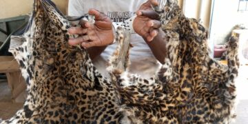 Côte d’Ivoire: Un présumé trafiquant d’animaux interpellé avec 2 peaux de panthères à Soubré 