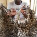 Côte d’Ivoire: Un présumé trafiquant d’animaux interpellé avec 2 peaux de panthères à Soubré