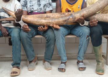 Côte d’Ivoire: Un présumé trafiquant d’animaux interpellé avec 2 peaux de panthères à Soubré 