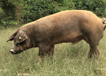 Daloa : le virus de la peste porcine Africaine détecté