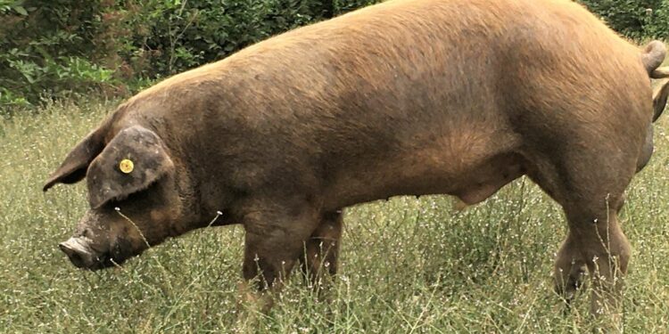 Daloa : le virus de la peste porcine Africaine détecté