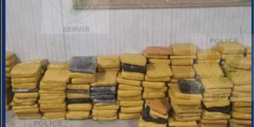 Abobo Biabou : 264 KG de cannabis découvert sous un fromager 