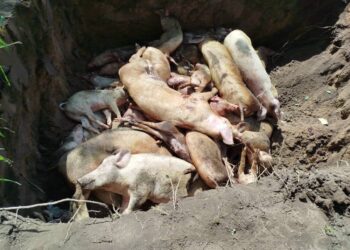 Lutte contre l’infection de la peste porcine africaine : 10 mille porcs abattus à Bouaflé