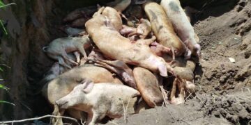 Lutte contre l’infection de la peste porcine africaine : 10 mille porcs abattus à Bouaflé