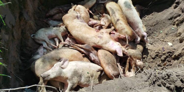 Lutte contre l’infection de la peste porcine africaine : 10 mille porcs abattus à Bouaflé