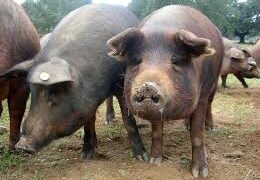 Côte d&rsquo;Ivoire : Une épidémie de peste porcine africaine confirmée à Bouaflé et Songon.