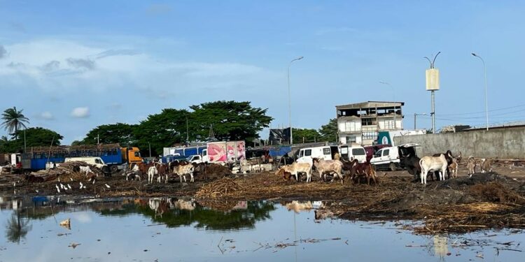 (Analyse) Déguerpissement du Parc à Bétails, quartier abattoir de Port-Bouët : Un acte salutaire