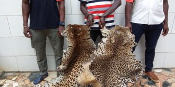 Man : Un présumé trafiquant d’animaux interpellé avec 2 peaux de panthères déféré à Abidjan 