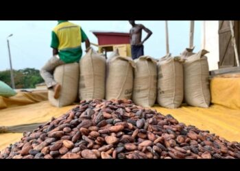 Mise en place de l’interprofession café-cacao: La centrale agricole et la Lidopa portent la voix des producteurs