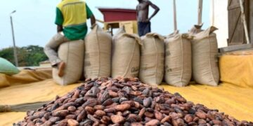 Mise en place de l’interprofession café-cacao: La centrale agricole et la Lidopa portent la voix des producteurs