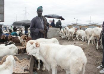 Reportage/Délocalisés de Port-Bouët à Adjamé: Intégration réussie pour des vendeurs de bétail!