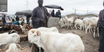 Reportage/Délocalisés de Port-Bouët à Adjamé: Intégration réussie pour des vendeurs de bétail!