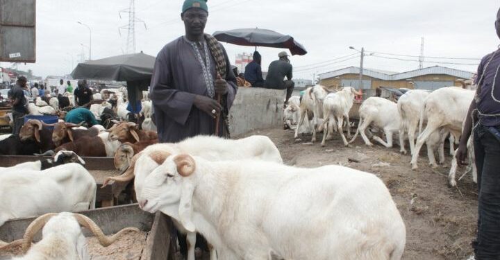 Reportage/Délocalisés de Port-Bouët à Adjamé: Intégration réussie pour des vendeurs de bétail!