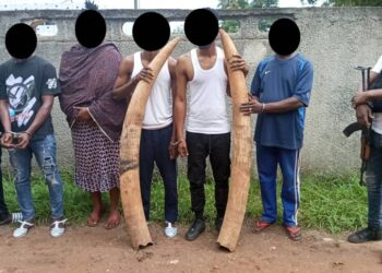 Côte d’Ivoire : 5 présumés trafiquants d’animaux interpellés avec 2 défenses d’éléphants de près de 60 kg