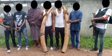 Côte d’Ivoire : 5 présumés trafiquants d’animaux interpellés avec 2 défenses d’éléphants de près de 60 kg