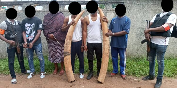 Côte d’Ivoire : 5 présumés trafiquants d’animaux interpellés avec 2 défenses d’éléphants de près de 60 kg