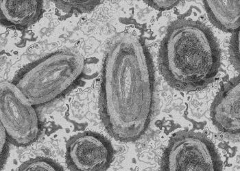 Variole du Singe : 272 cas contacts sous surveillance pendant 21 jours dans 15 districts sanitaires