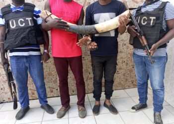 Côte d’Ivoire : 2 présumés trafiquants d’animaux interpellés avec 2 pointes d’ivoires d’éléphant à Yopougon