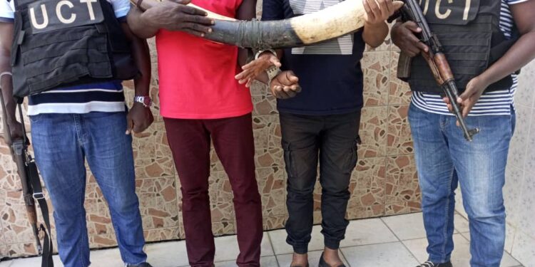 Côte d’Ivoire : 2 présumés trafiquants d’animaux interpellés avec 2 pointes d’ivoires d’éléphant à Yopougon