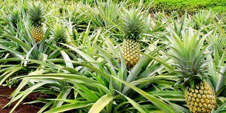 Relance de la filière ananas dans le Sud-Comoé: Adjoumani annonce une nouvelle variété en provenance des USA
