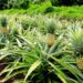 Relance de la filière ananas dans le Sud-Comoé: Adjoumani annonce une nouvelle variété en provenance des USA