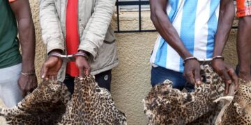 Côte d’Ivoire: 2 présumés trafiquants d’animaux interpellés avec 4 peaux de panthères à Soubré 