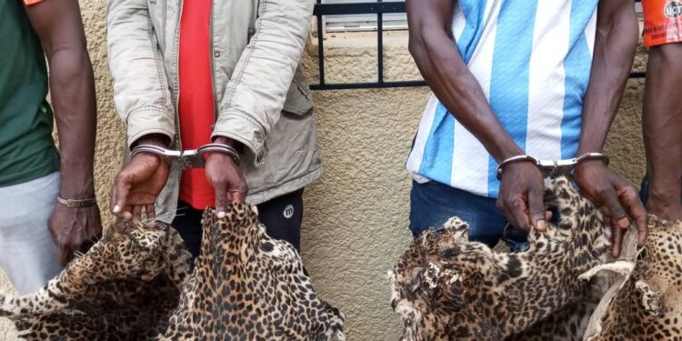 Côte d’Ivoire: 2 présumés trafiquants d’animaux interpellés avec 4 peaux de panthères à Soubré