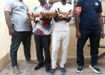 Soubré : 2 présumés trafiquants d’animaux interpellés avec 2 pointes d’ivoires d’éléphants