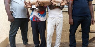Soubré : 2 présumés trafiquants d’animaux interpellés avec 2 pointes d’ivoires d’éléphants