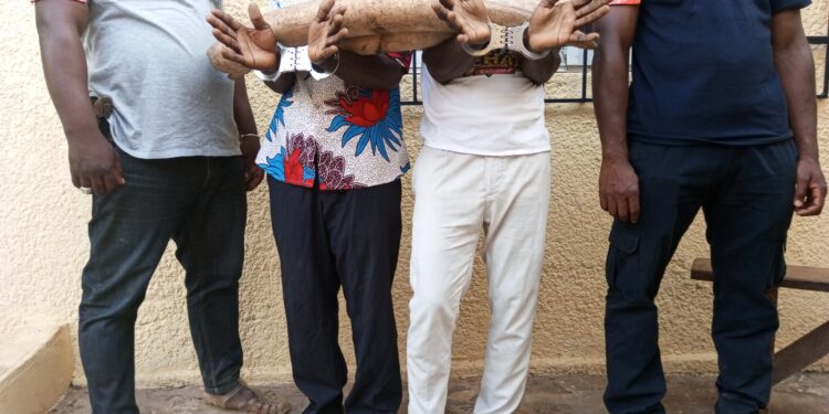 Soubré : 2 présumés trafiquants d’animaux interpellés avec 2 pointes d’ivoires d’éléphants