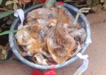 Tiassalé: Des fétiches découverts devant la résidence d’Alpha Sanogo, l&rsquo;opposant à Assalé