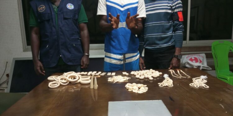 Abidjan/commerce illégal d’ivoires sculptés: 4 redoutables trafiquants spécialisés mis aux arrêts