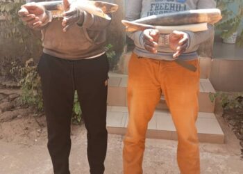 Côte d&rsquo;Ivoire : 2 présumés trafiquants interpellés avec des ivoires en provenance du Burkina Faso