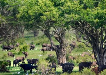 Salon international du tourisme de Berlin 2025: La Côte d’Ivoire présente ses atouts