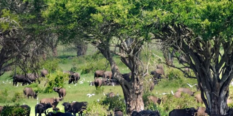 Salon international du tourisme de Berlin 2025: La Côte d’Ivoire présente ses atouts