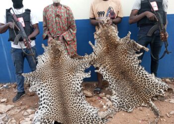 Bouna : Deux présumés trafiquants d’animaux interpellés avec 3 peaux de panthères