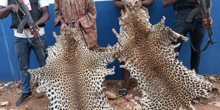 Bouna : Deux présumés trafiquants d’animaux interpellés avec 3 peaux de panthères