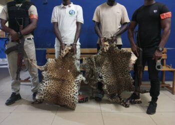 Bondoukou : Deux présumés trafiquants interpellés avec 2 crânes et 3 peaux de panthère