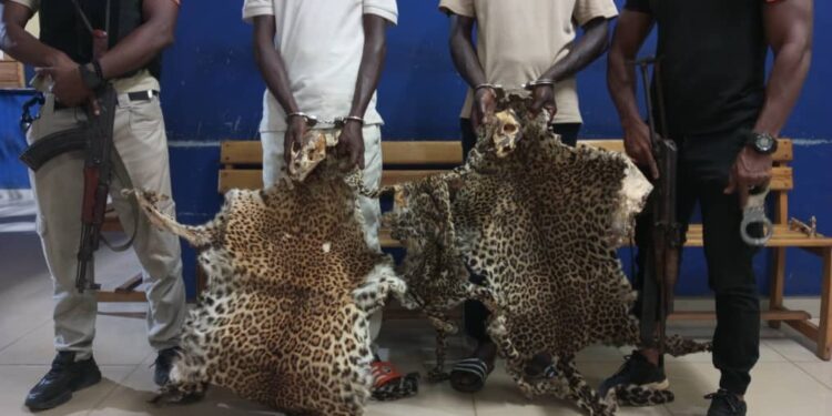 Bondoukou : Deux présumés trafiquants interpellés avec 2 crânes et 3 peaux de panthère