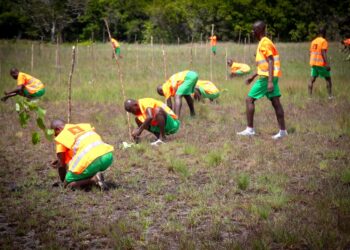 Environnement: 1.000 hectares reboisés grâce à la Fondation YES, l’OSCN et Orange CI