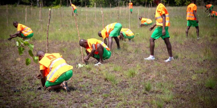 Environnement: 1.000 hectares reboisés grâce à la Fondation YES, l’OSCN et Orange CI