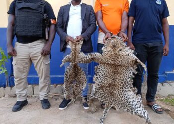 Côte d’Ivoire : Deux individus interpellés pour trafic de peaux de panthères et de vautours à Bouaké
