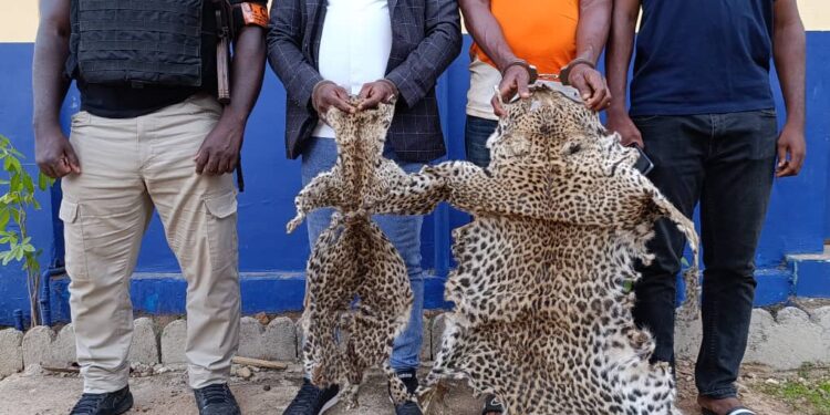 Côte d’Ivoire : Deux individus interpellés pour trafic de peaux de panthères et de vautours à Bouaké