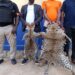 Côte d’Ivoire : Deux individus interpellés pour trafic de peaux de panthères et de vautours à Bouaké