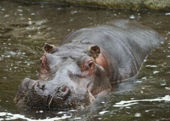 Buyo /Drame sur le fleuve Sassandra : 11 morts après le chavirement d’une embarcation